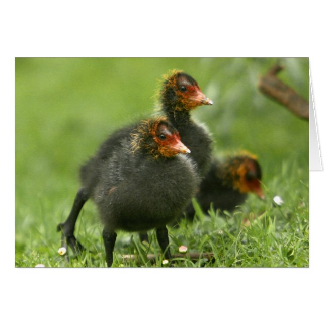 Baby Moorhens, Engeland. (Voorkant Horizontaal)