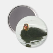 Baby Moorhens Magneet (Voorkant / Achterkant)