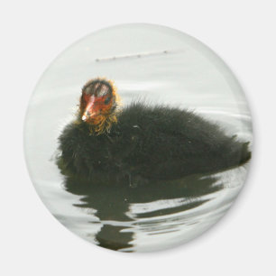 Baby Moorhens Magneet