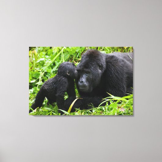 Baby Mountain Gorilla Kisses Silverback Gorilla Canvas Afdruk (Voorkant)