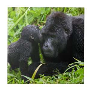 Baby Mountain Gorilla Kisses Silverback Gorilla Tegeltje