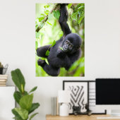 Baby Mountain Gorilla Spelen in het regenwoud Poster (Thuiskantoor)