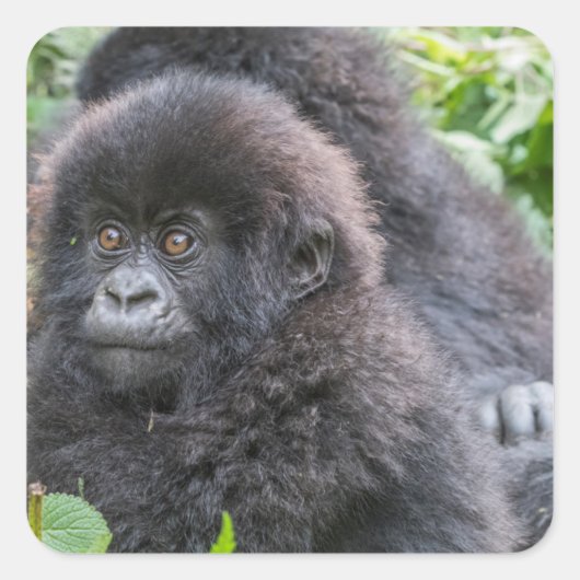 Baby Mountain Gorilla Vierkante Sticker (Voorkant)