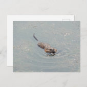 Baby Muskrat Briefkaart (Voorkant / Achterkant)