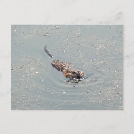 Baby Muskrat Briefkaart (Voorkant)