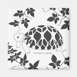 Baby Myanmarese sterschildpad magneet (bladeren bw