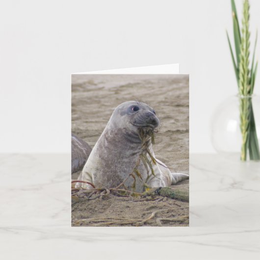 Baby Northern Elephant Seal Kaart (Voorkant)