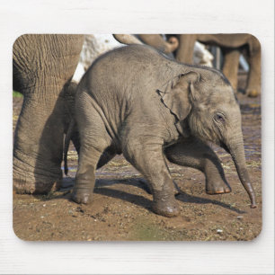 Baby olifant muismat