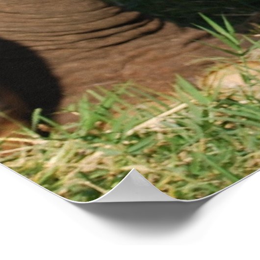 Baby olifant poster (Hoek)