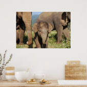 Baby olifant poster (Keuken)
