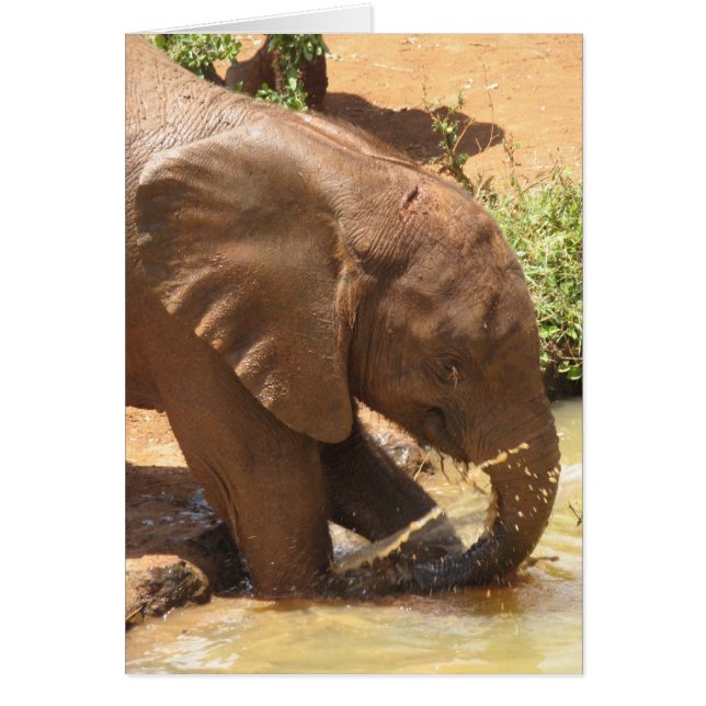 Baby olifant spelen bij honden (Voorkant)