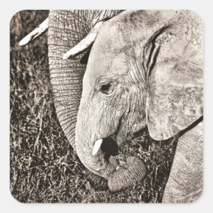 Baby olifant vierkante sticker