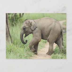 Baby Olifant volgt de moeder,Corbett Briefkaart