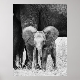 Baby Olifant Zwart Wit Wilde Dieren Poster