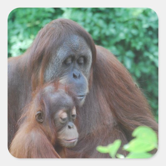 Baby orang-oetan met moeder Stickers (Voorkant)