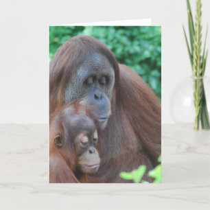 Baby orang-oetan met moeder Wenskaart Kaart