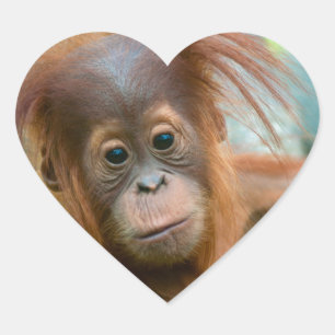 Baby Orangutaan recht vooruit Hart Sticker