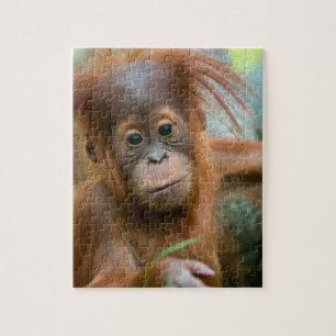 Baby Orangutaan recht vooruit Legpuzzel