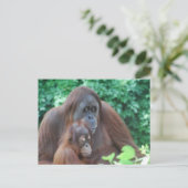 Baby Orangutan avec carte postale (Debout devant)