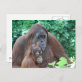 Baby Orangutan avec carte postale (Devant / Derrière)