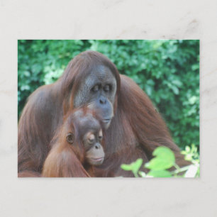 Baby Orangutan avec carte postale