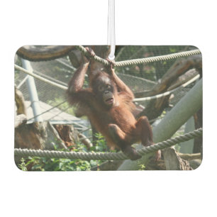 Baby Orangutan - Hang daar op Luchtverfrisser