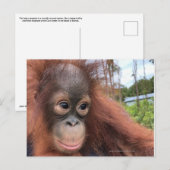 Baby Orangutan in Borneo Briefkaart (Voorkant / Achterkant)