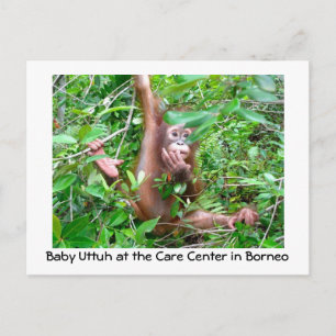 Baby Orangutan in het Indonesische regenwoud Briefkaart