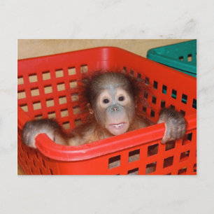 Baby Orangutan in Nursery Briefkaart