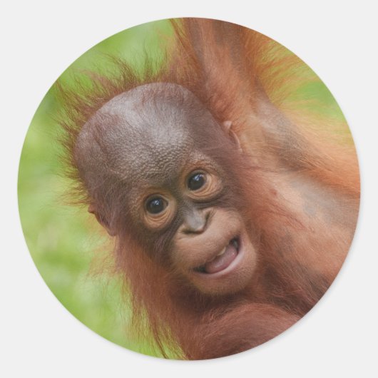 Baby Orangutan Joy Ronde Sticker (Voorkant)