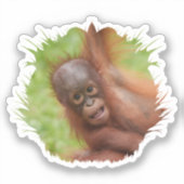 Baby Orangutan Joy Sticker (Voorkant)