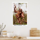 Baby Orangutan Mason Poster (Keuken)