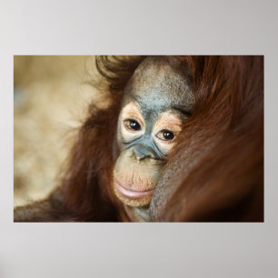 Baby Orangutan Poster