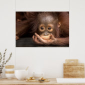 Baby Orangutan Resting on Hand Poster (Keuken)