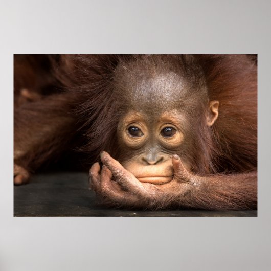 Baby Orangutan Resting on Hand Poster (Voorkant)