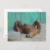 Baby orangutang rust briefkaart (Voorkant / Achterkant)