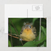Baby Oriole Bird Natuur Briefkaart (Voorkant / Achterkant)