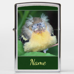 Baby Oriole Bird Specialized Animal