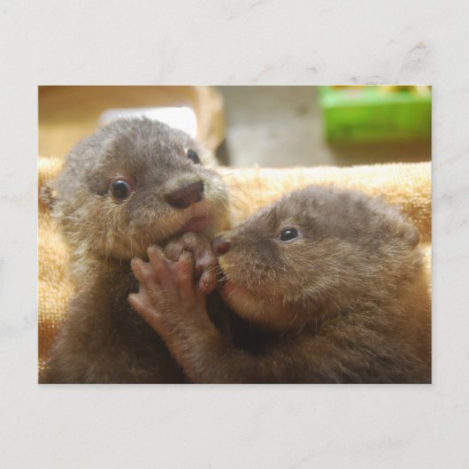 Baby otter pups briefkaart (Voorkant)