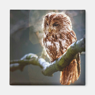 Baby Owl Magneet