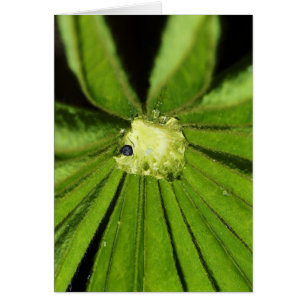 Baby Palm Plante par Shirley Taylor Greeting Card