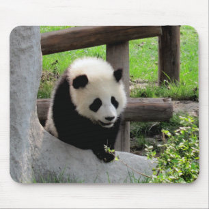 Baby Panda Muismat
