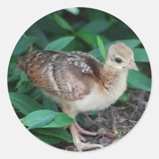 Baby Peacock Chick Sticker (Voorkant)