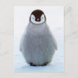 Baby Penguin Briefkaart