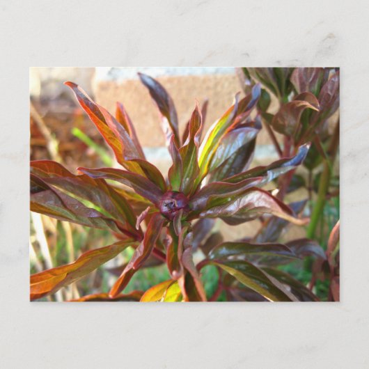 Baby Peony Bud Briefkaart (Voorkant)