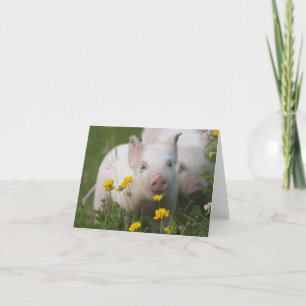 Baby Piglet in Field of Yellow Flowers Kaart