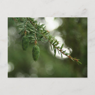 Baby Pine Cones Briefkaart