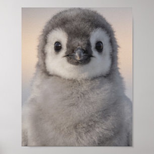 Baby Pinguïn Portret Zoete Kinderkamer Muur Kunst Poster
