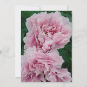 Baby Pink Peony Flowers Kaart (Voorkant)