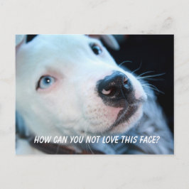 Baby Pitbull Puppy Briefkaart